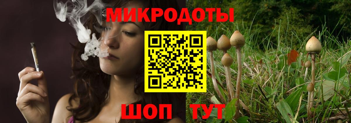 Псилоцибиновые грибы Psilocybe  где можно купить наркотик  Буйнакск  Вход с VPN  Псилоцибиновые грибы мухоморы 